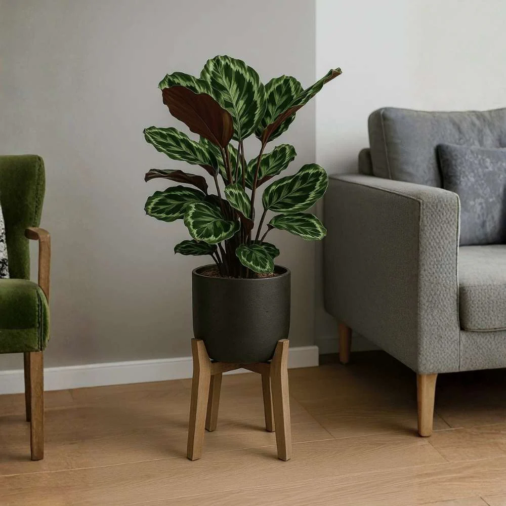 Planta care se Roaga Calathea Medallion, frunze elegante rotunde cu model simetric, verde si margini argintii, perfecta pentru orice decor interior, 35-45 cm - Image 7