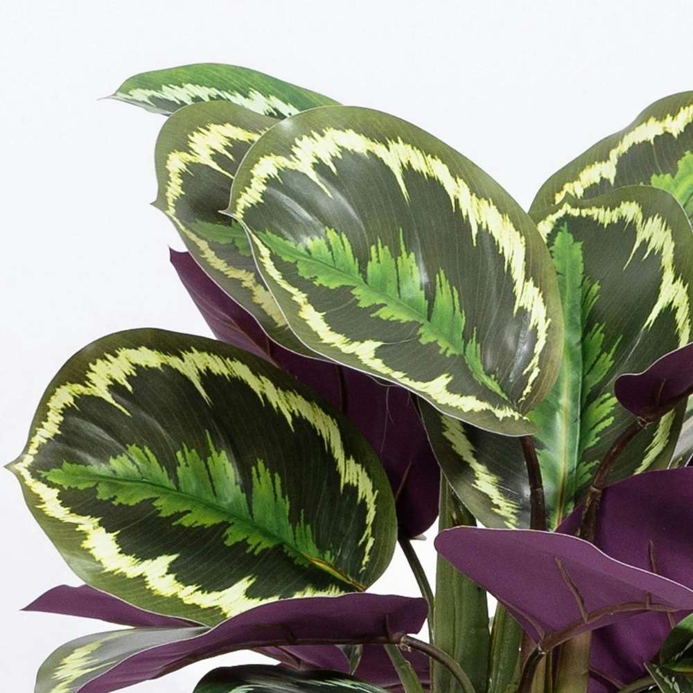 Planta care se Roaga Calathea Medallion, frunze elegante rotunde cu model simetric, verde si margini argintii, perfecta pentru orice decor interior, 35-45 cm - Image 9