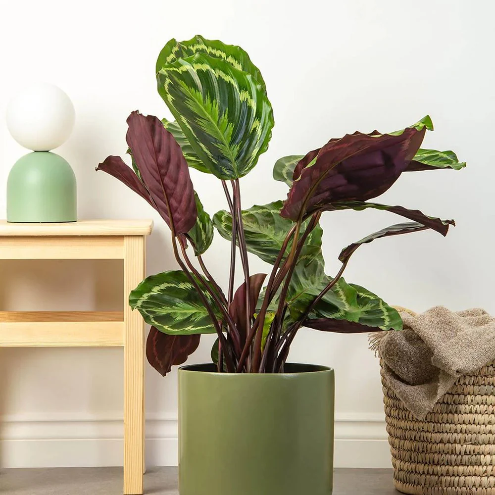 Planta care se Roaga Calathea Medallion, frunze elegante rotunde cu model simetric, verde si margini argintii, perfecta pentru orice decor interior, 35-45 cm - Image 3