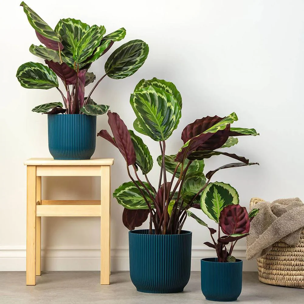 Planta care se Roaga Calathea Medallion, frunze elegante rotunde cu model simetric, verde si margini argintii, perfecta pentru orice decor interior, 35-45 cm - Image 5