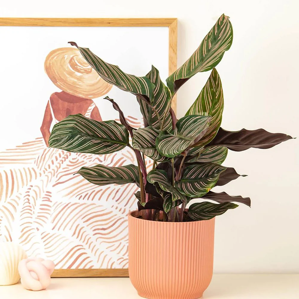 Planta Care Se Roaga (Calathea Ornata), 20 cm, planta de interior tropicala cu frunze verzi si dungi roz, dos mov - Image 3