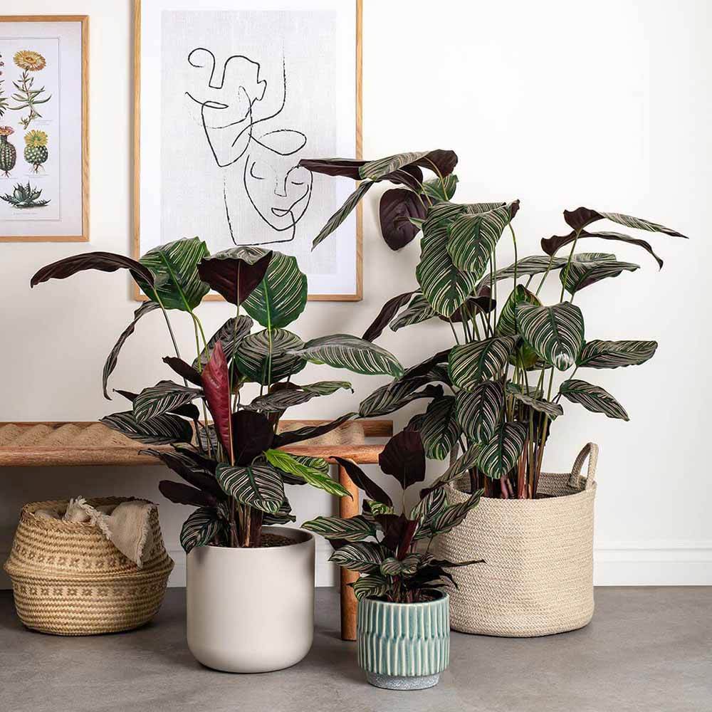 Planta Care Se Roaga (Calathea Ornata), 20 cm, planta de interior tropicala cu frunze verzi si dungi roz, dos mov - Image 4