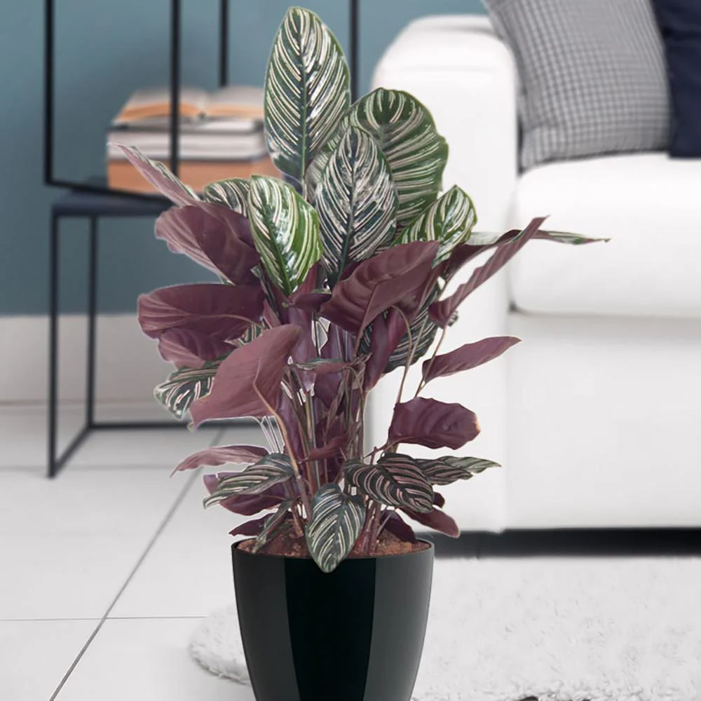 Planta Care Se Roaga (Calathea Ornata), 20 cm, planta de interior tropicala cu frunze verzi si dungi roz, dos mov - Image 5