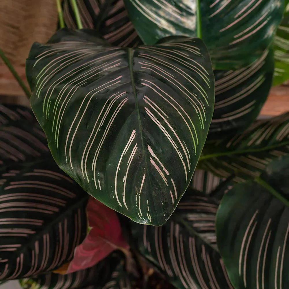 Planta Care Se Roaga (Calathea Ornata), 20 cm, planta de interior tropicala cu frunze verzi si dungi roz, dos mov - Image 8