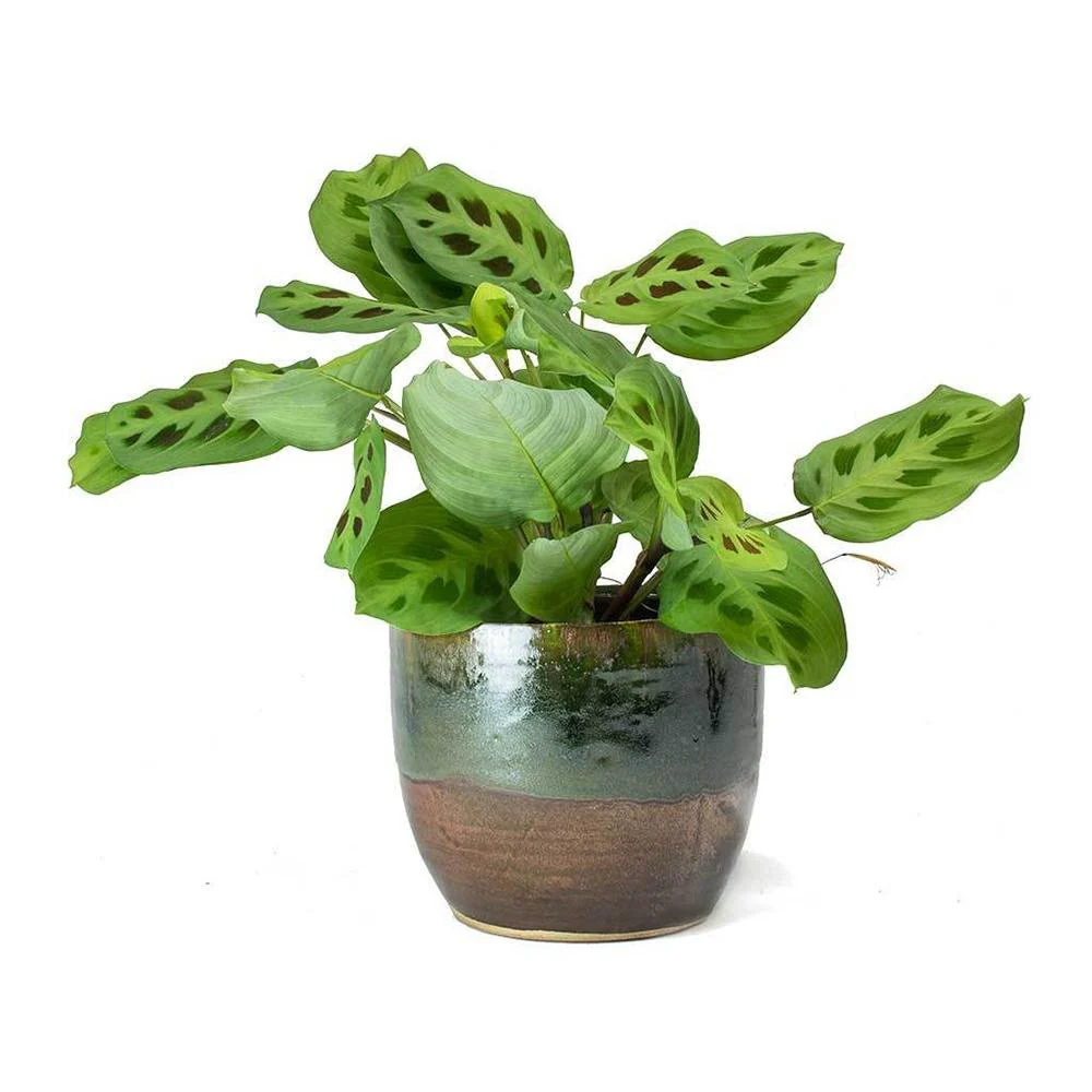 Planta Care se Roaga (Maranta) Kerchoveana, 30-40 cm - Image 3