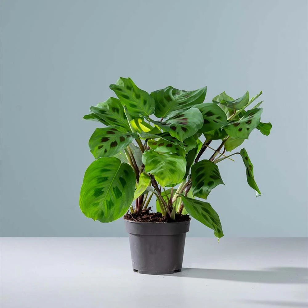 Planta Care se Roaga (Maranta) Kerchoveana, 30-40 cm - Image 4