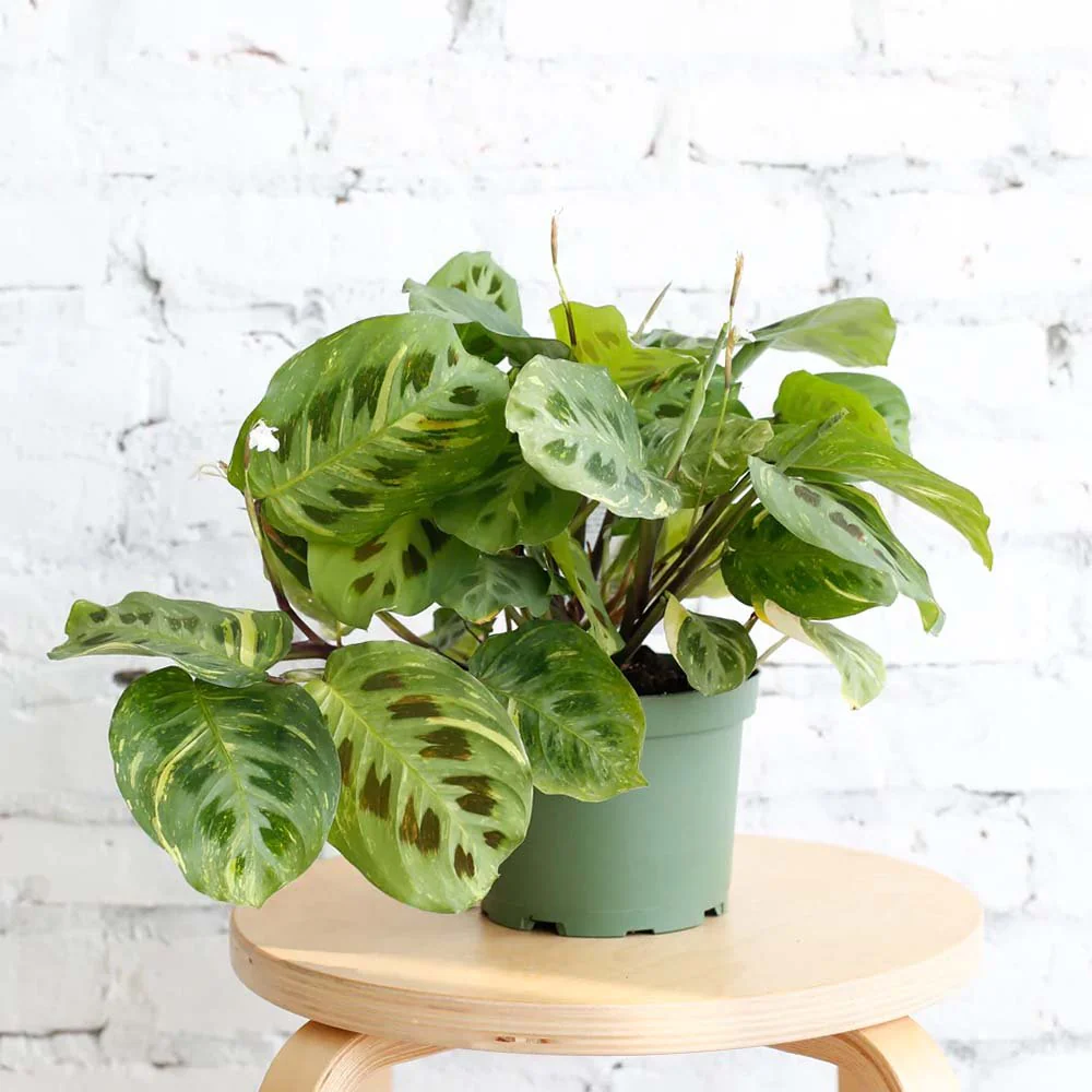 Planta Care se Roaga (Maranta) Kerchoveana, 30-40 cm - Image 5