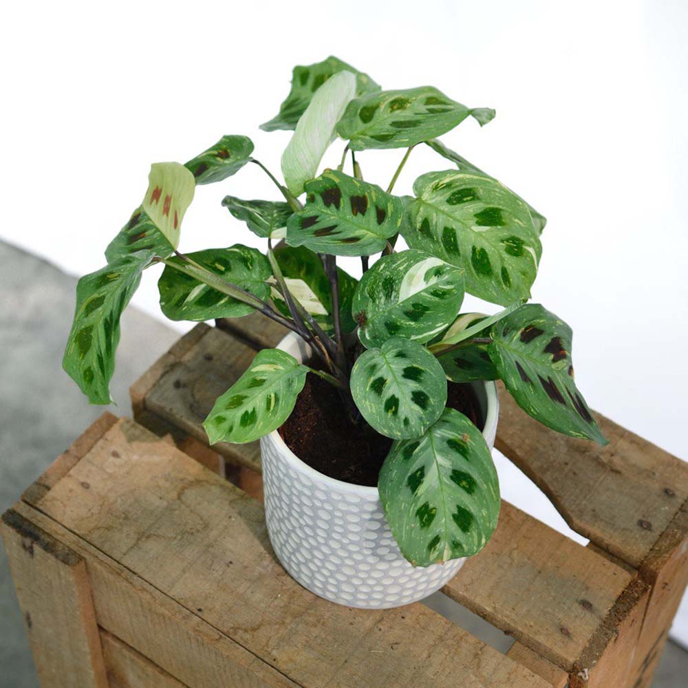 Planta Care se Roaga (Maranta) Kerchoveana, 30-40 cm - Image 6
