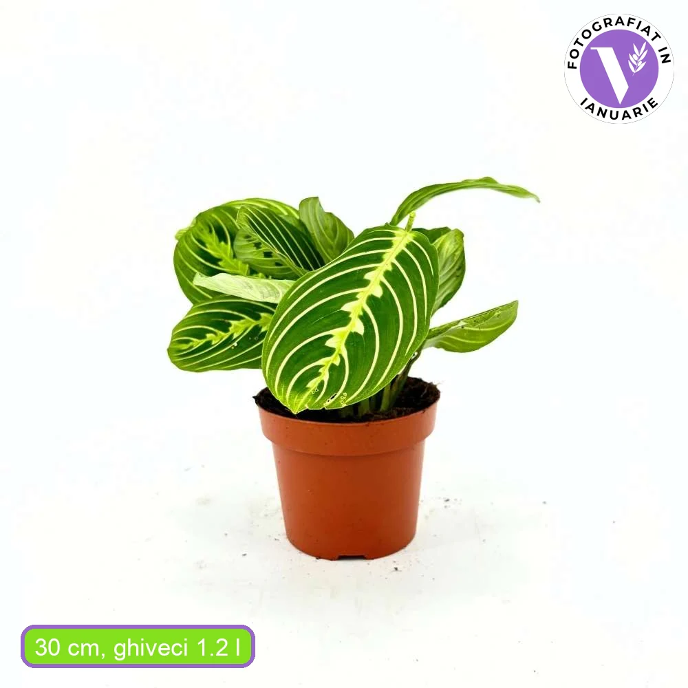 Planta Care se Roaga (Maranta) Kerchoveana, 30-40 cm - Image 7