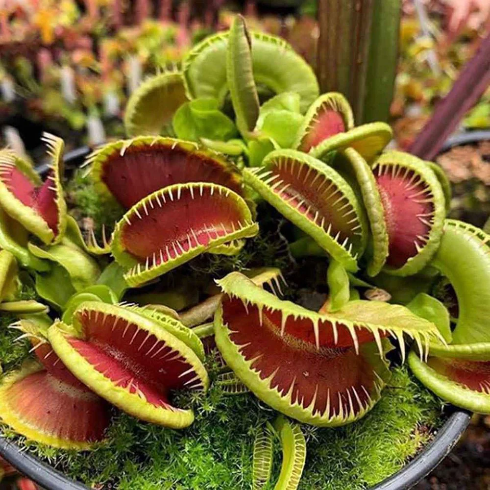 Planta carnivora Capcana lui Venus (Dionaea muscipula), planta de interior cu capcane active pentru insecte - 10 cm - Image 3
