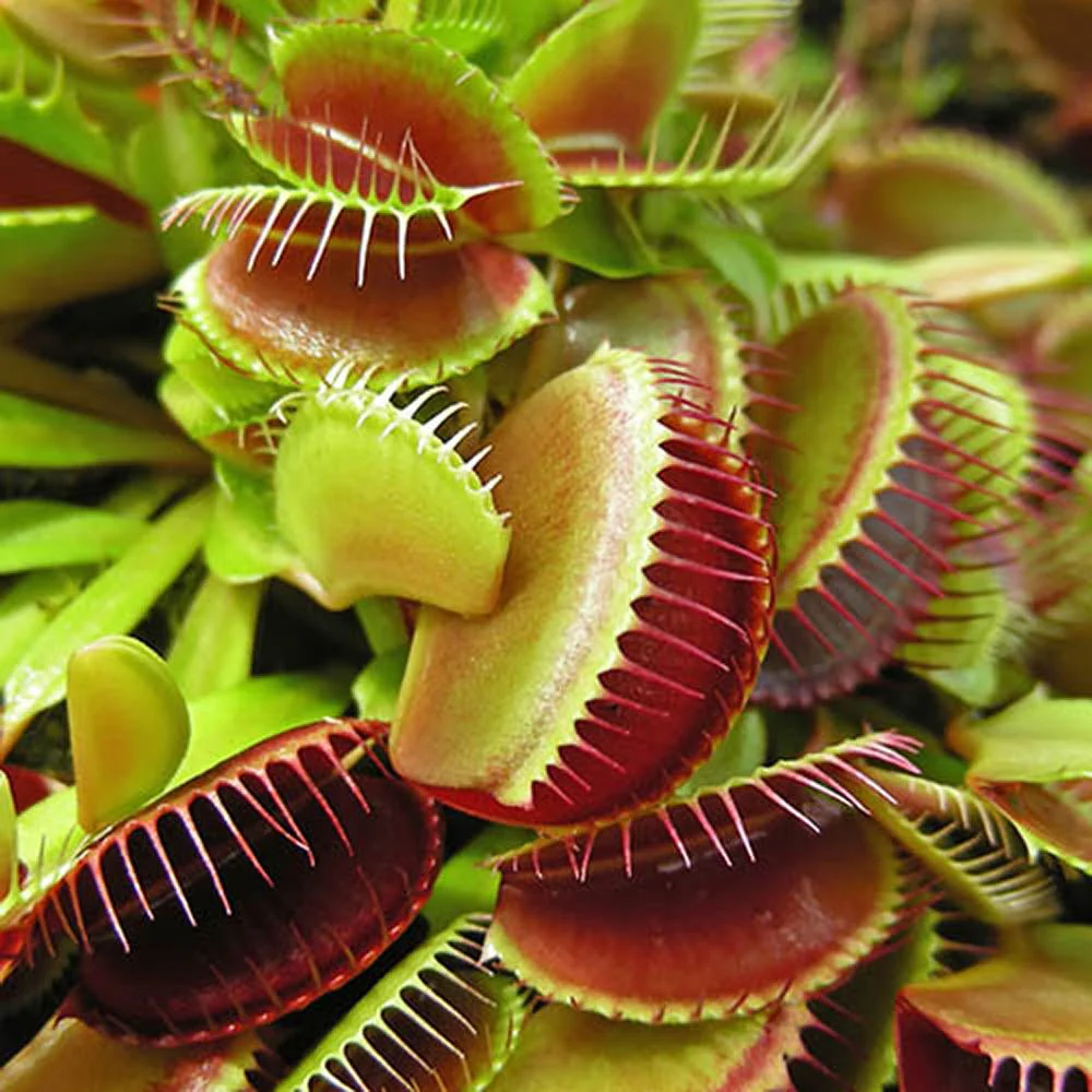 Planta carnivora Capcana lui Venus (Dionaea muscipula), planta de interior cu capcane active pentru insecte - 10 cm - Image 4