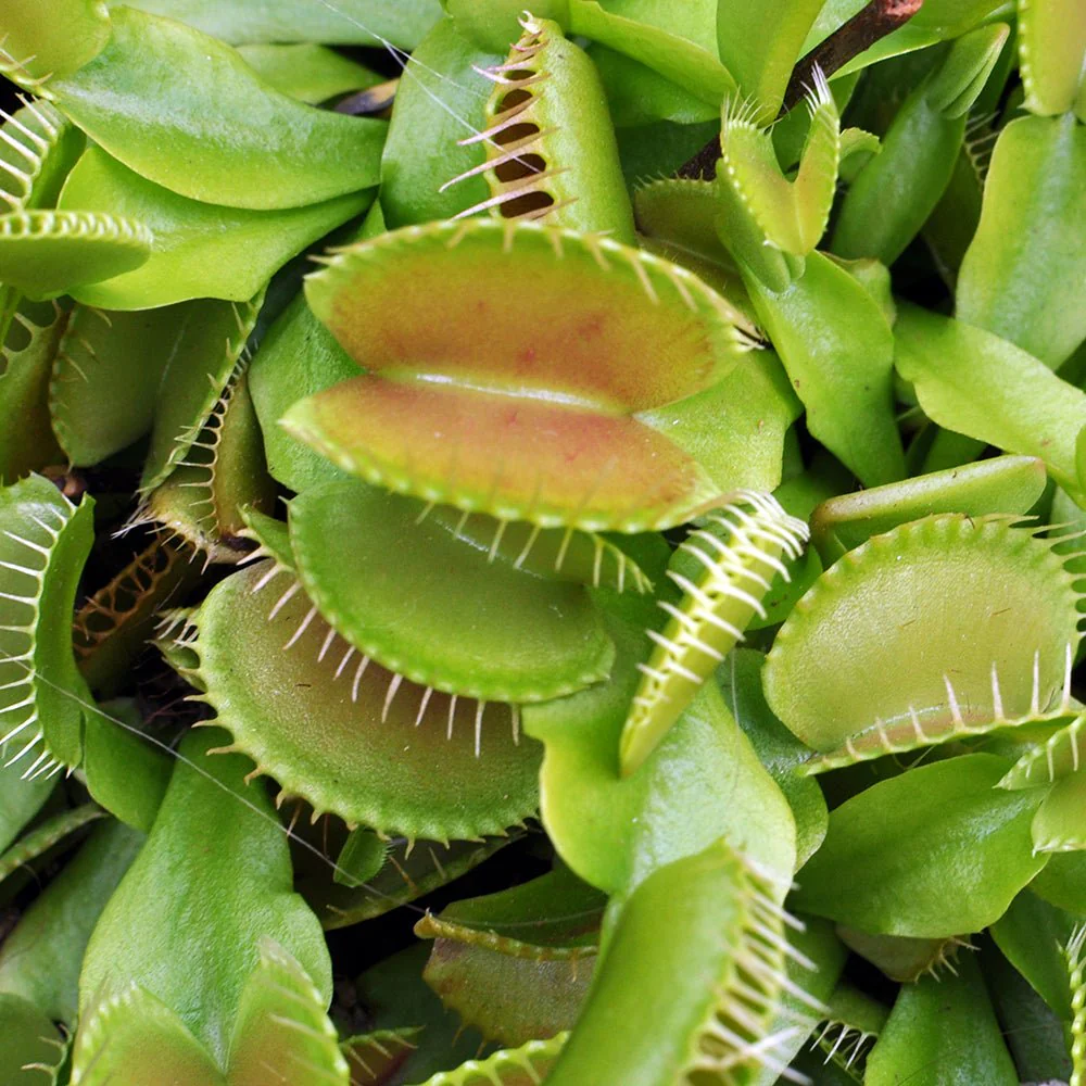 Planta carnivora Capcana lui Venus (Dionaea muscipula), planta de interior cu capcane active pentru insecte - 10 cm - Image 5