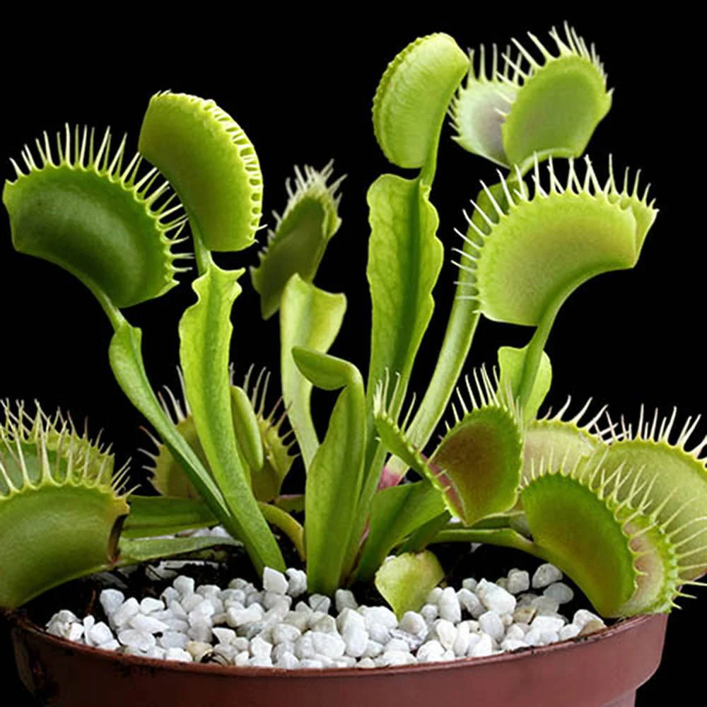 Planta carnivora Capcana lui Venus (Dionaea muscipula), planta de interior cu capcane active pentru insecte - 10 cm - Image 6