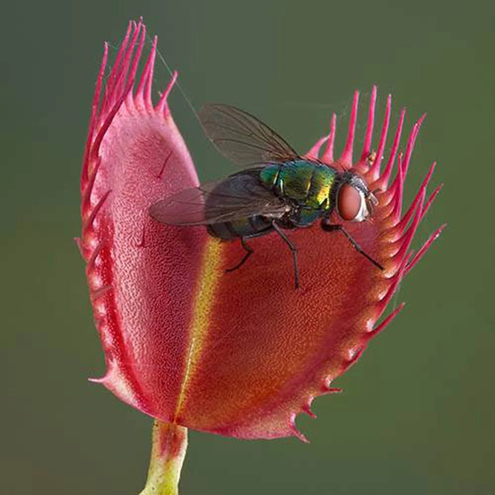 Planta carnivora Capcana lui Venus (Dionaea muscipula), planta de interior cu capcane active pentru insecte - 10 cm - Image 7