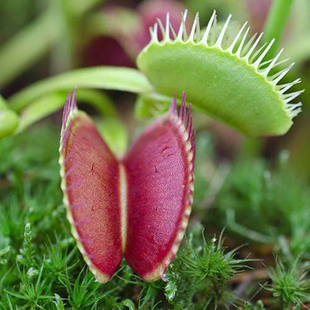 Planta carnivora Capcana lui Venus (Dionaea muscipula), planta de interior cu capcane active pentru insecte - 10 cm - Image 8