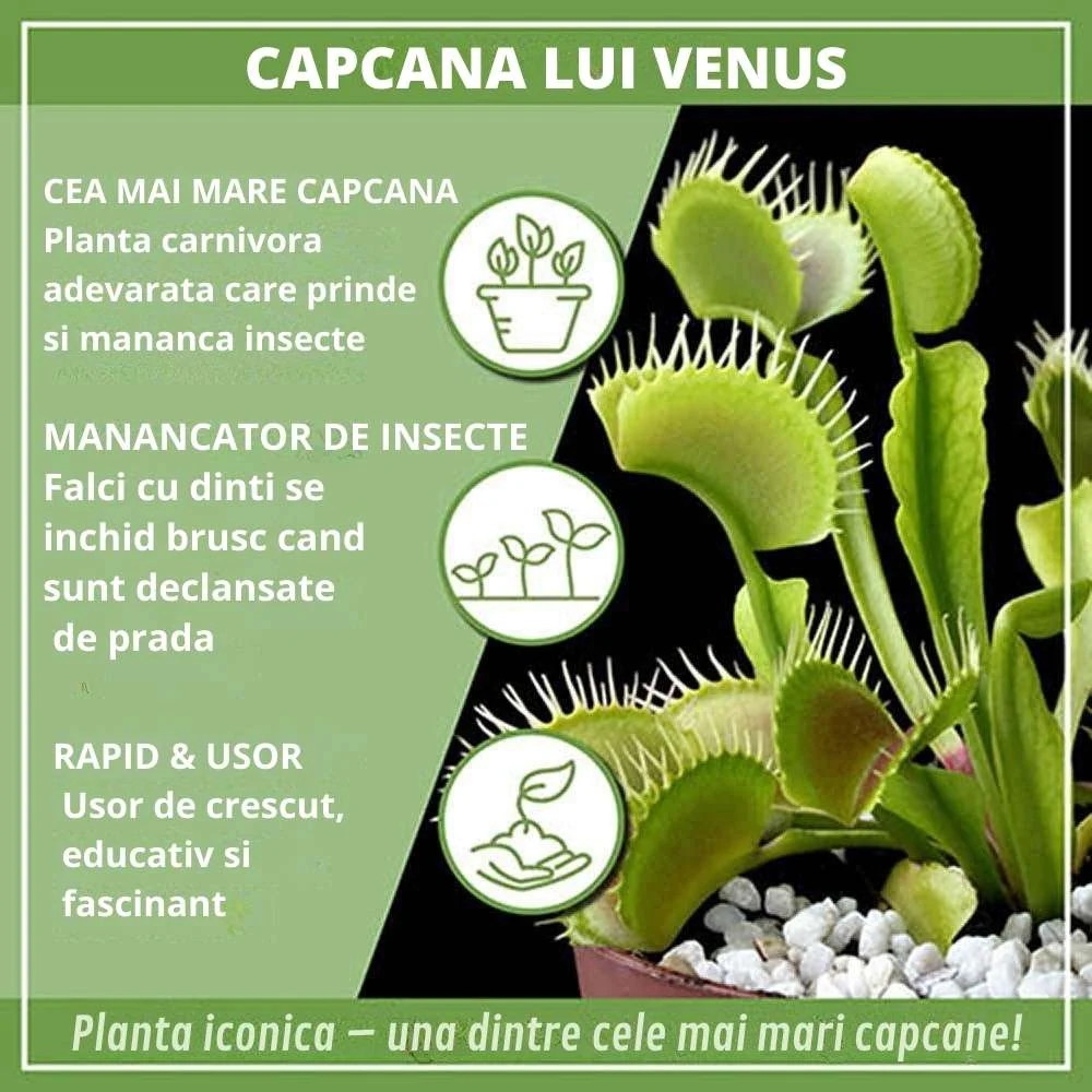 Planta carnivora Capcana lui Venus (Dionaea muscipula), planta de interior cu capcane active pentru insecte - 10 cm - Image 9