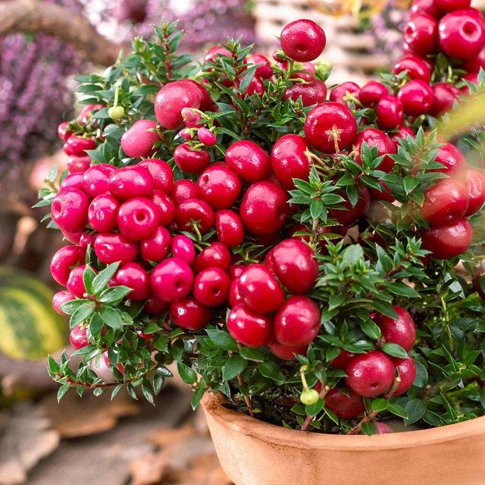 Gaultheria mucronata Red, arbust cu fructe rosii lucioase, decorativ toamna si iarna, perfect de craciun - Image 3