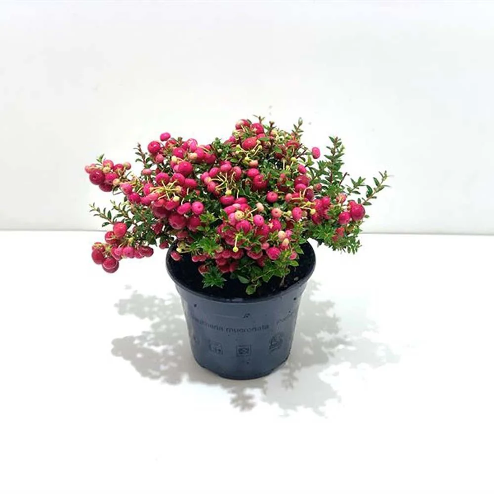 Gaultheria mucronata Red, arbust cu fructe rosii lucioase, decorativ toamna si iarna, perfect de craciun - Image 4