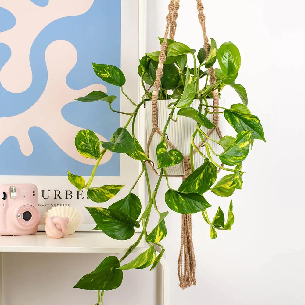 Iedera diavolului Epipremnum Aureum, 35-45 cm, planta de apartament curgatoare, cu frunze pestrite verzi-galbene - Image 3