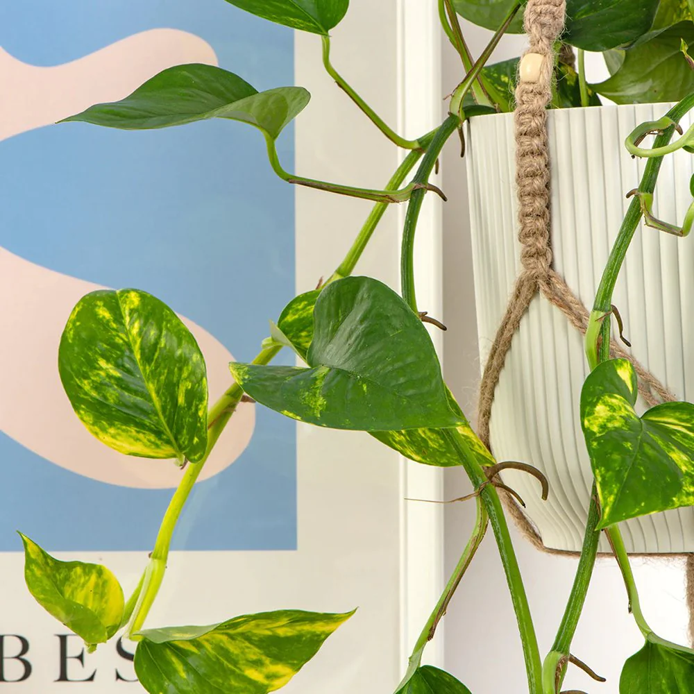 Iedera diavolului Epipremnum Aureum, 35-45 cm, planta de apartament curgatoare, cu frunze pestrite verzi-galbene - Image 4