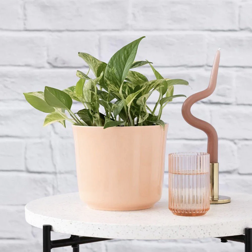 Iedera diavolului Epipremnum Aureum, 35-45 cm, planta de apartament curgatoare, cu frunze pestrite verzi-galbene - Image 5