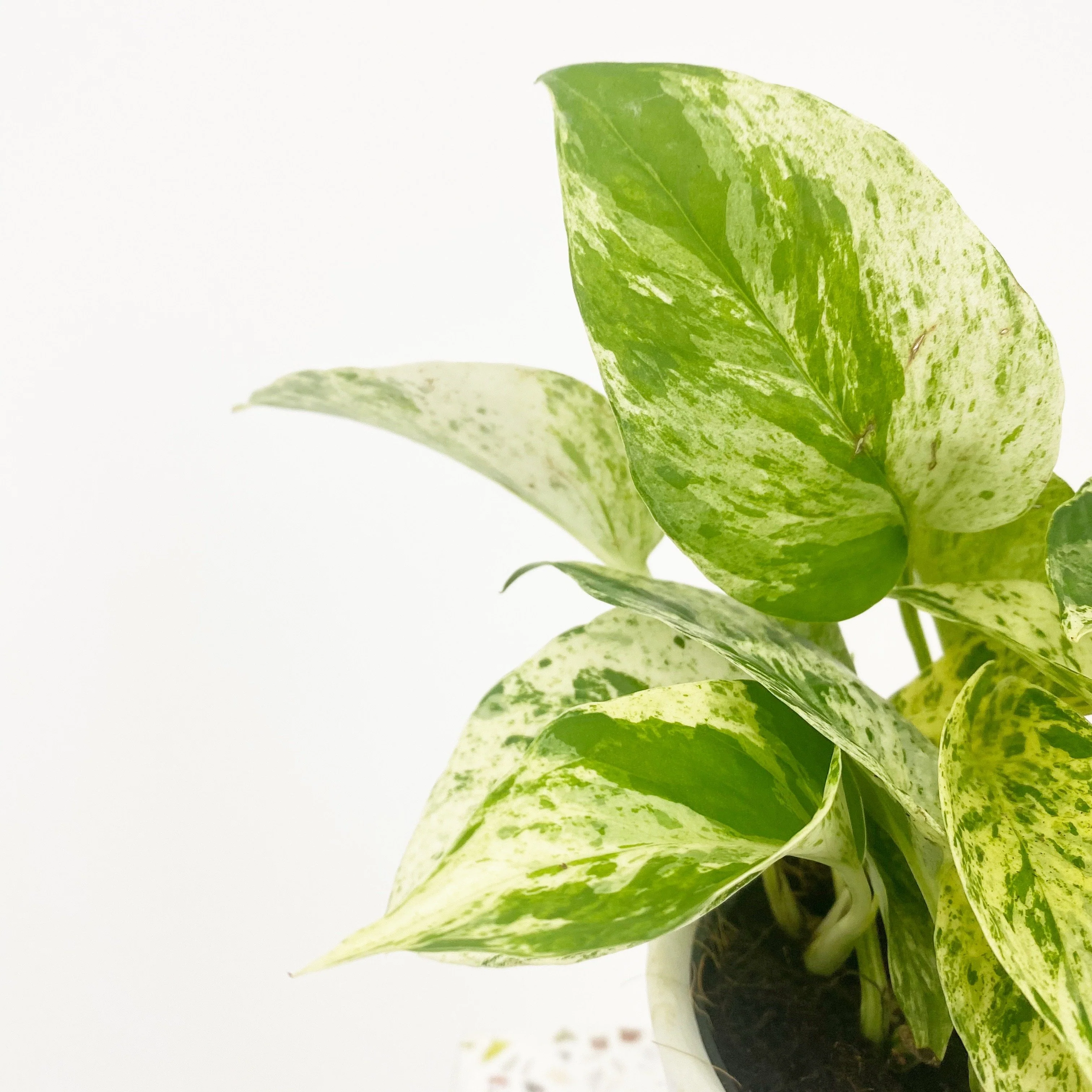 Iedera diavolului Curgatoare (Epipremnum) Marble Queen - 30-40 cm - Image 3