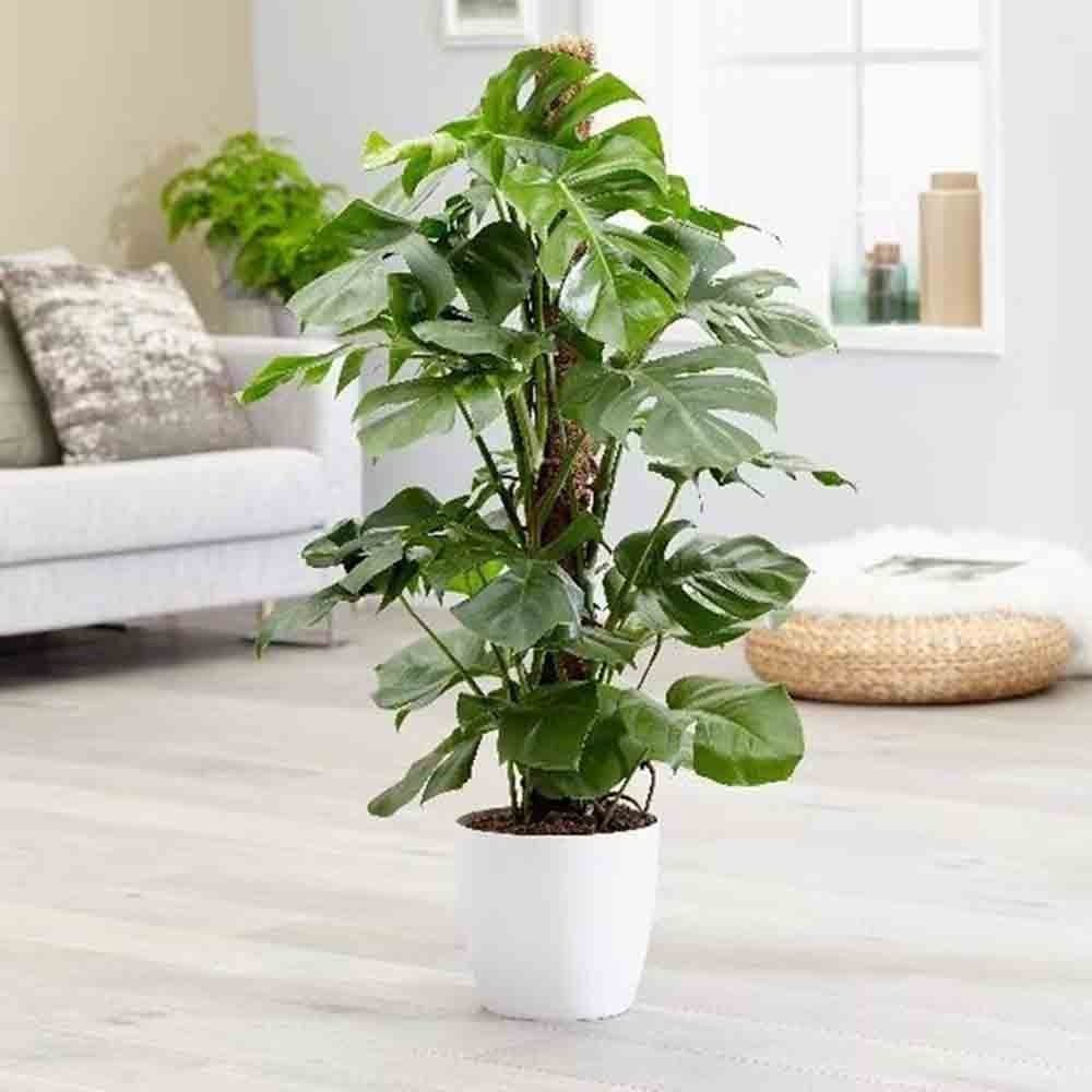 Planta de apartament Monstera Deliciosa, 120 cm, frunze mari tropicale perforate natural, usor de ingrijit, purificatoare de aer - Image 4