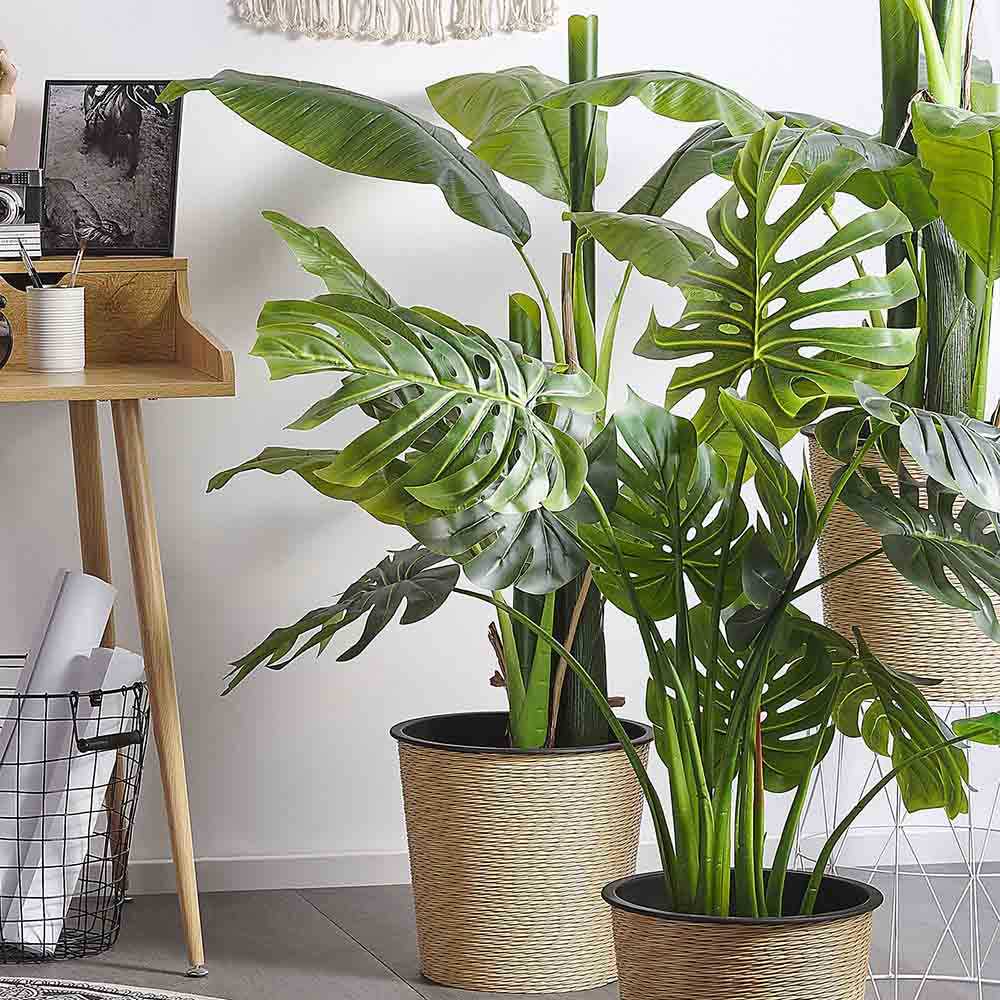 Planta de apartament Monstera Deliciosa, 120 cm, frunze mari tropicale perforate natural, usor de ingrijit, purificatoare de aer - Image 5