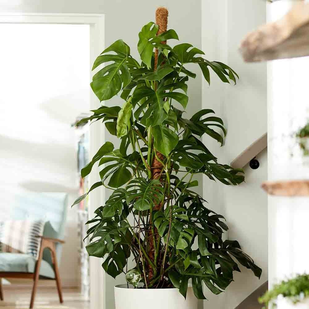 Planta de apartament Monstera Deliciosa, 120 cm, frunze mari tropicale perforate natural, usor de ingrijit, purificatoare de aer - Image 6