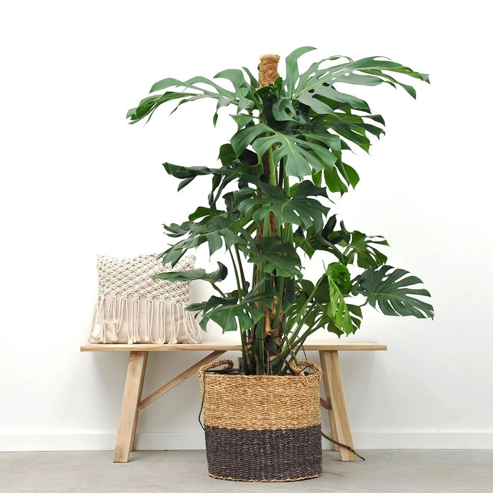 Planta de apartament Monstera Deliciosa, 120 cm, frunze mari tropicale perforate natural, usor de ingrijit, purificatoare de aer - Image 7