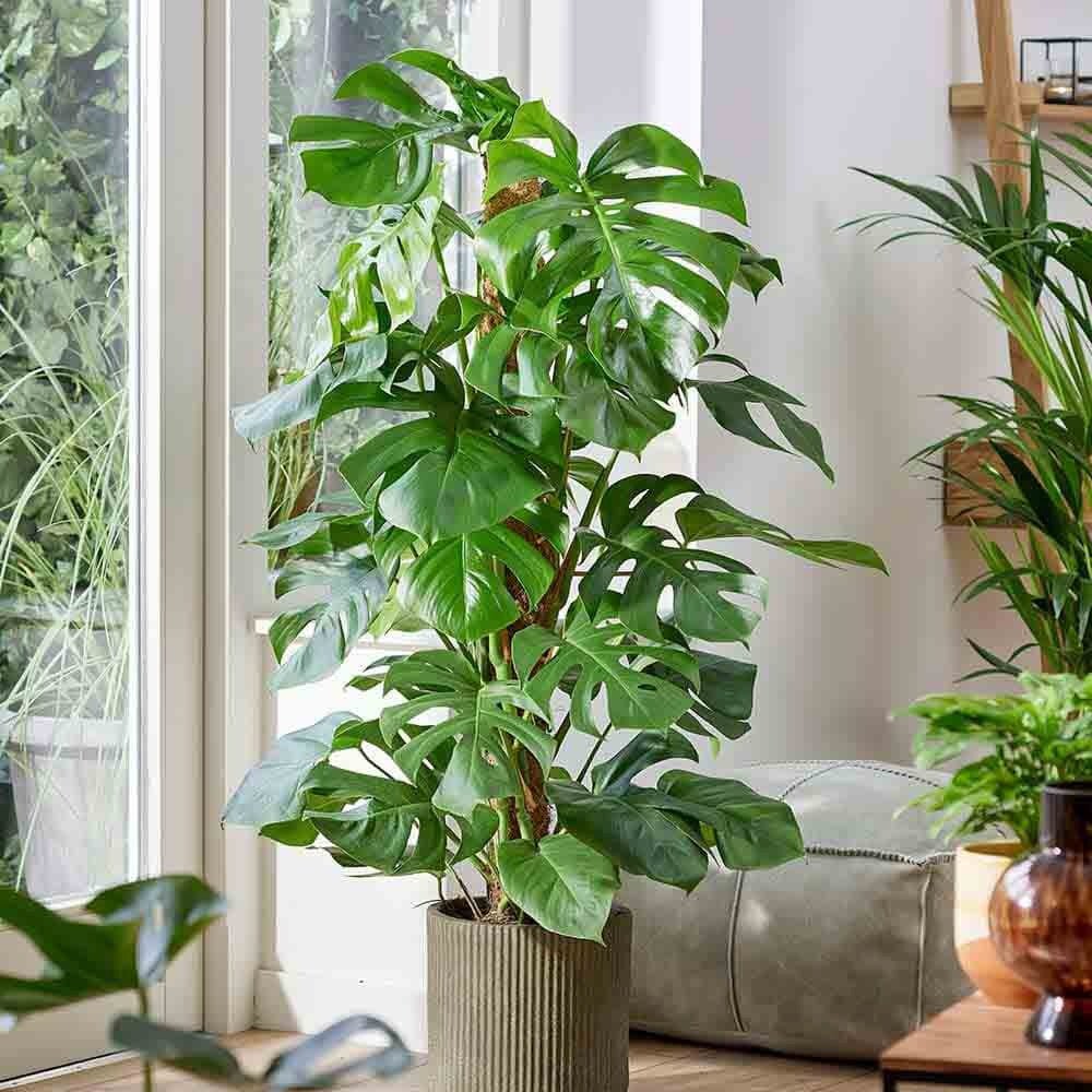 Planta de apartament Monstera Deliciosa, 120 cm, frunze mari tropicale perforate natural, usor de ingrijit, purificatoare de aer - Image 9
