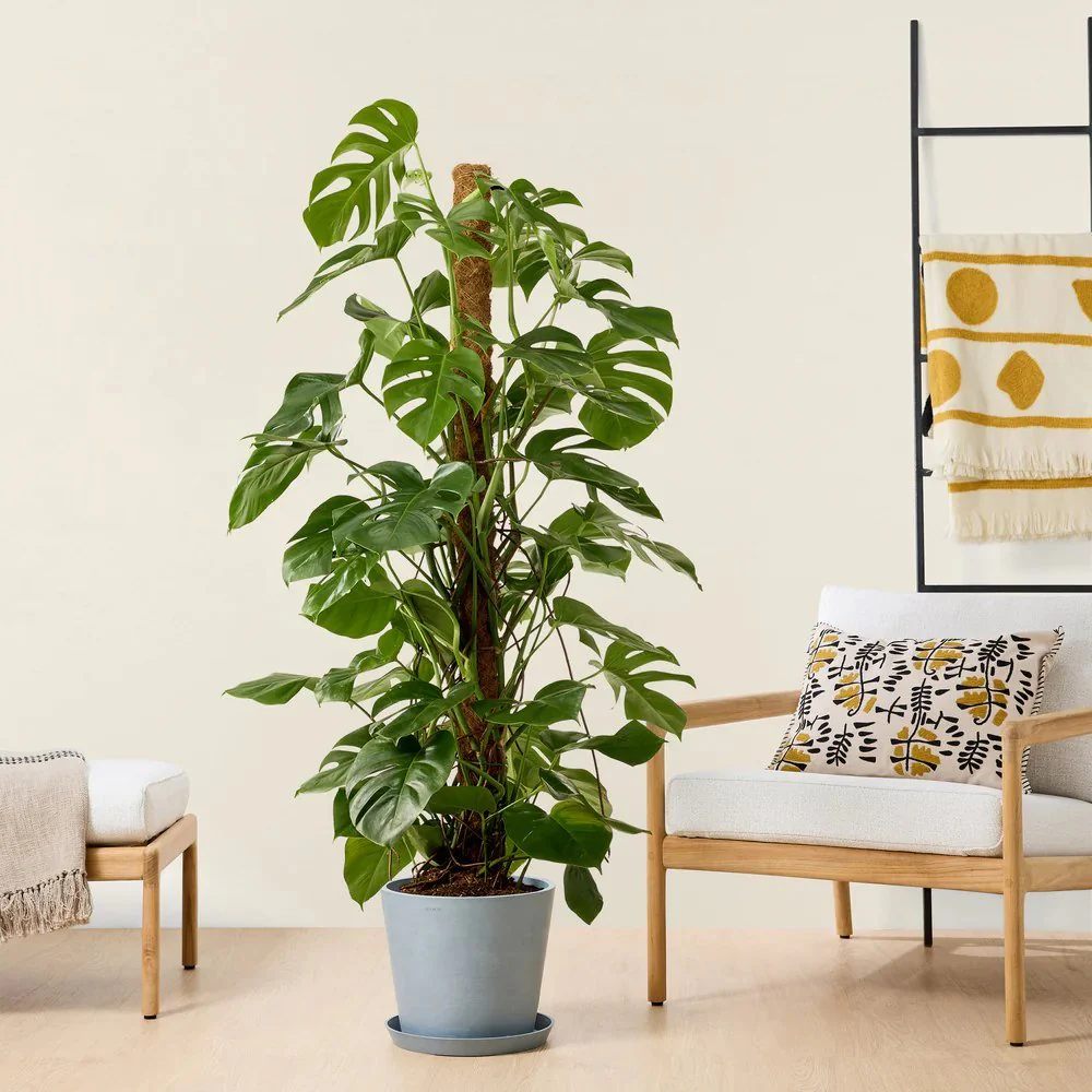 Planta de apartament Monstera Deliciosa, 150 cm, frunze mari tropicale perforate natural, usor de ingrijit, purificatoare de aer - Image 3