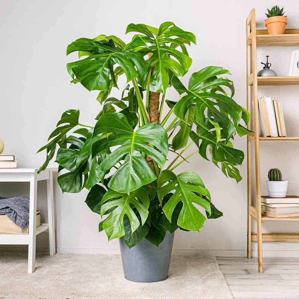 Planta de apartament Monstera Deliciosa, 150 cm, frunze mari tropicale perforate natural, usor de ingrijit, purificatoare de aer - Image 4