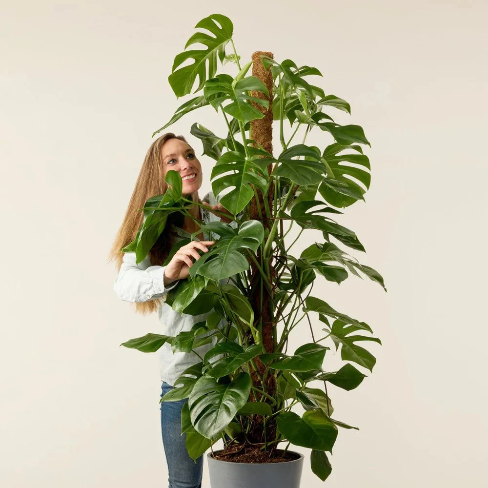 Planta de apartament Monstera Deliciosa, 150 cm, frunze mari tropicale perforate natural, usor de ingrijit, purificatoare de aer - Image 5