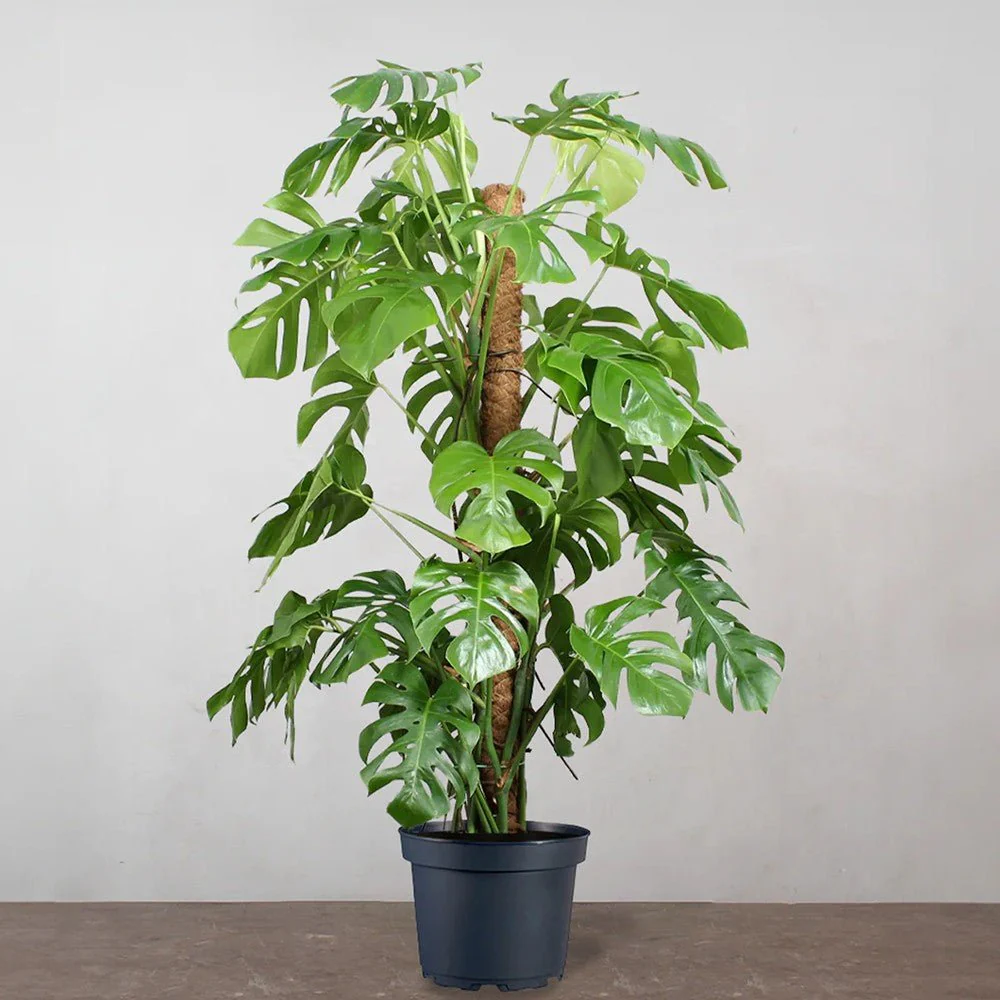 Planta de apartament Monstera Deliciosa, 150 cm, frunze mari tropicale perforate natural, usor de ingrijit, purificatoare de aer - Image 6