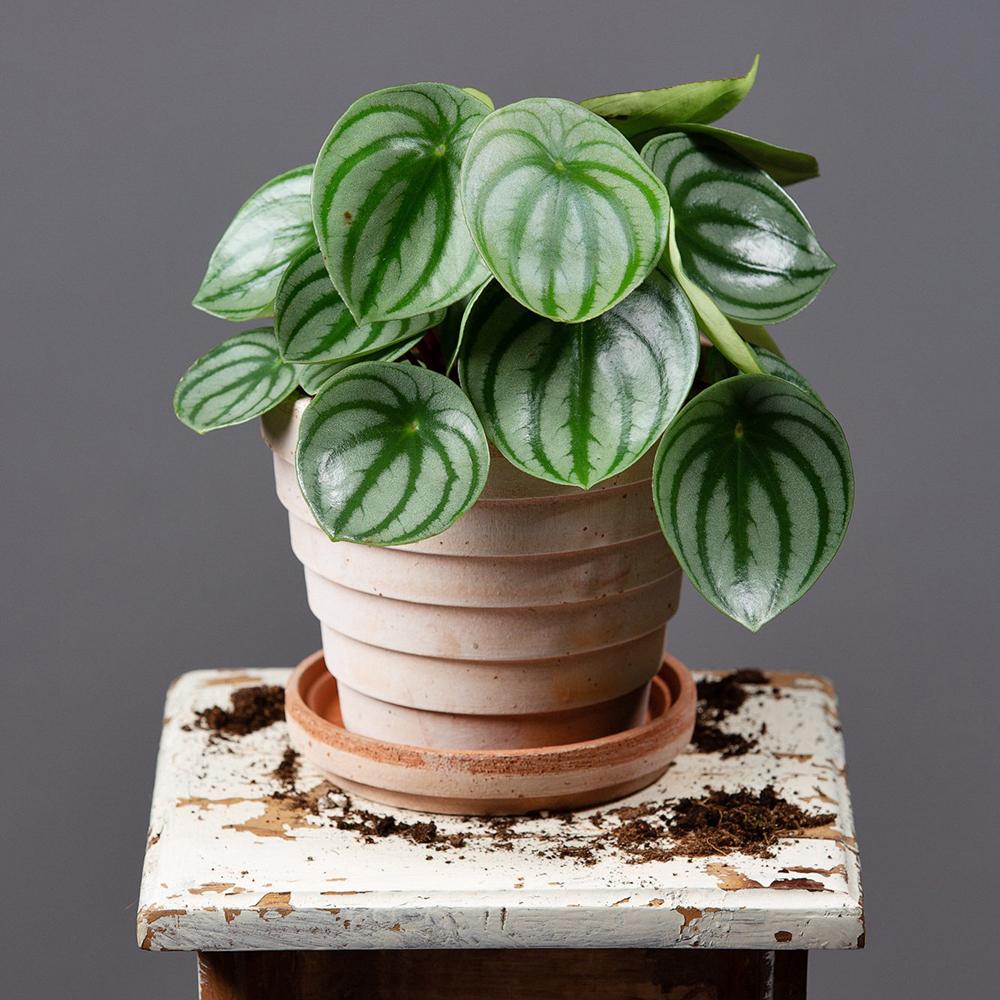 Planta de Cauciuc (Peperomia Argyreia) - 20 cm - Image 3