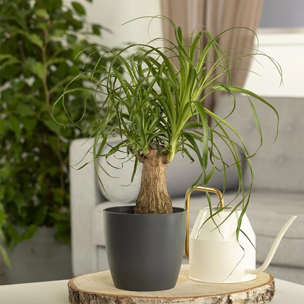 Nolina, Picior de Elefant (Beaucarnea Recurvata), 35 cm cu trunchi impresionant, planta exotica de interior, ingrijire usoara - Image 3