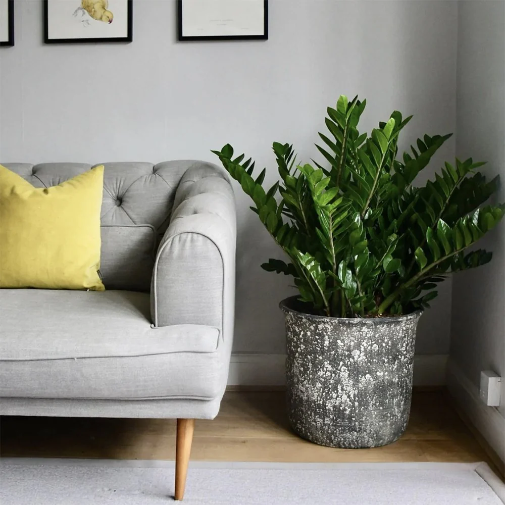 Planta Norocului (Zamioculcas Zamiifolia), 95-100 cm, 10 ramuri/ghiveci, planta de apartament cu frunze suculente, rezistent umbra, rezistenta, udare rara - Image 5