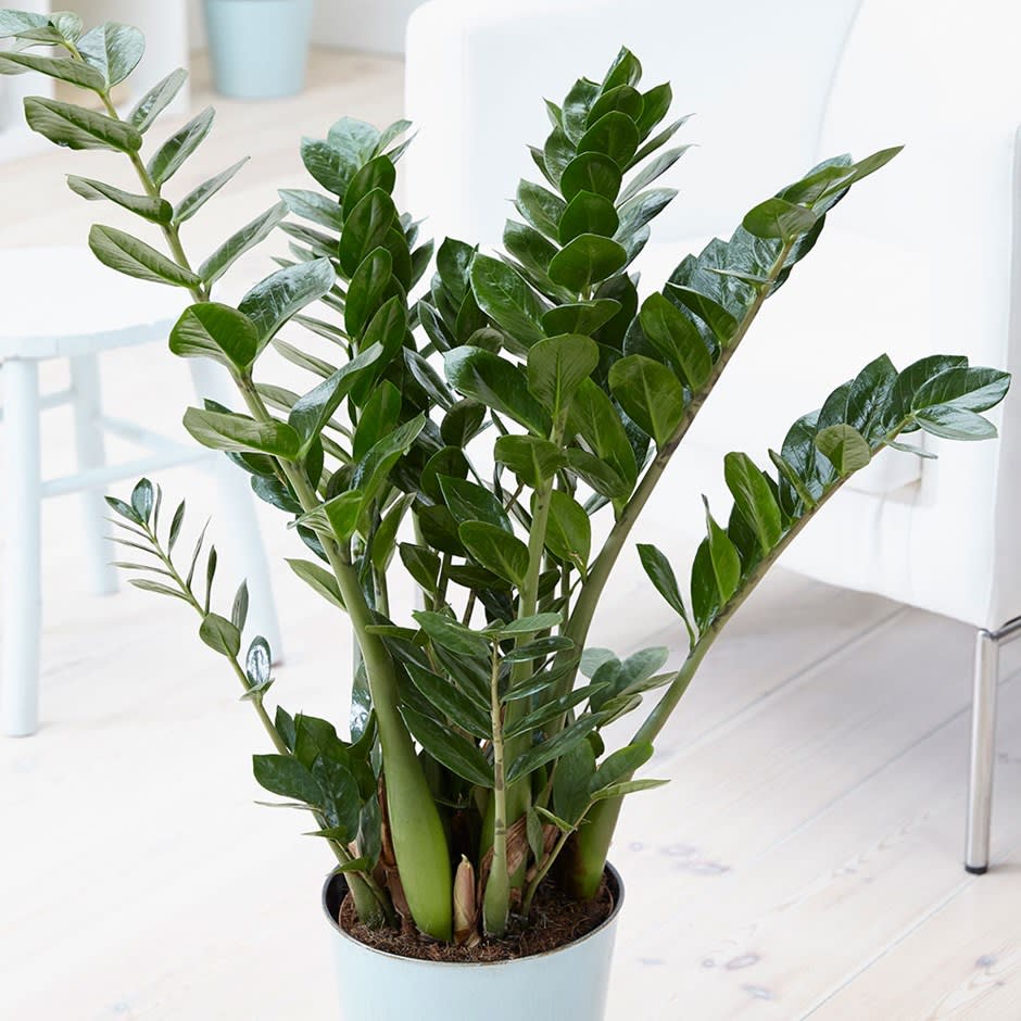 Planta Norocului (Zamioculcas Zamiifolia), 95-100 cm, 10 ramuri/ghiveci, planta de apartament cu frunze suculente, rezistent umbra, rezistenta, udare rara - Image 7