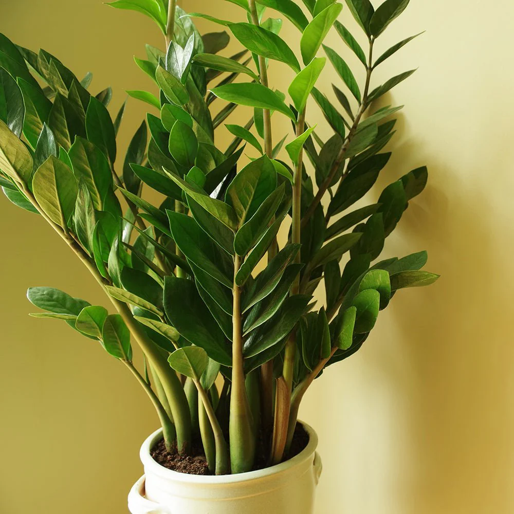 Planta Norocului (Zamioculcas Zamiifolia), 95-100 cm, 10 ramuri/ghiveci, planta de apartament cu frunze suculente, rezistent umbra, rezistenta, udare rara - Image 8
