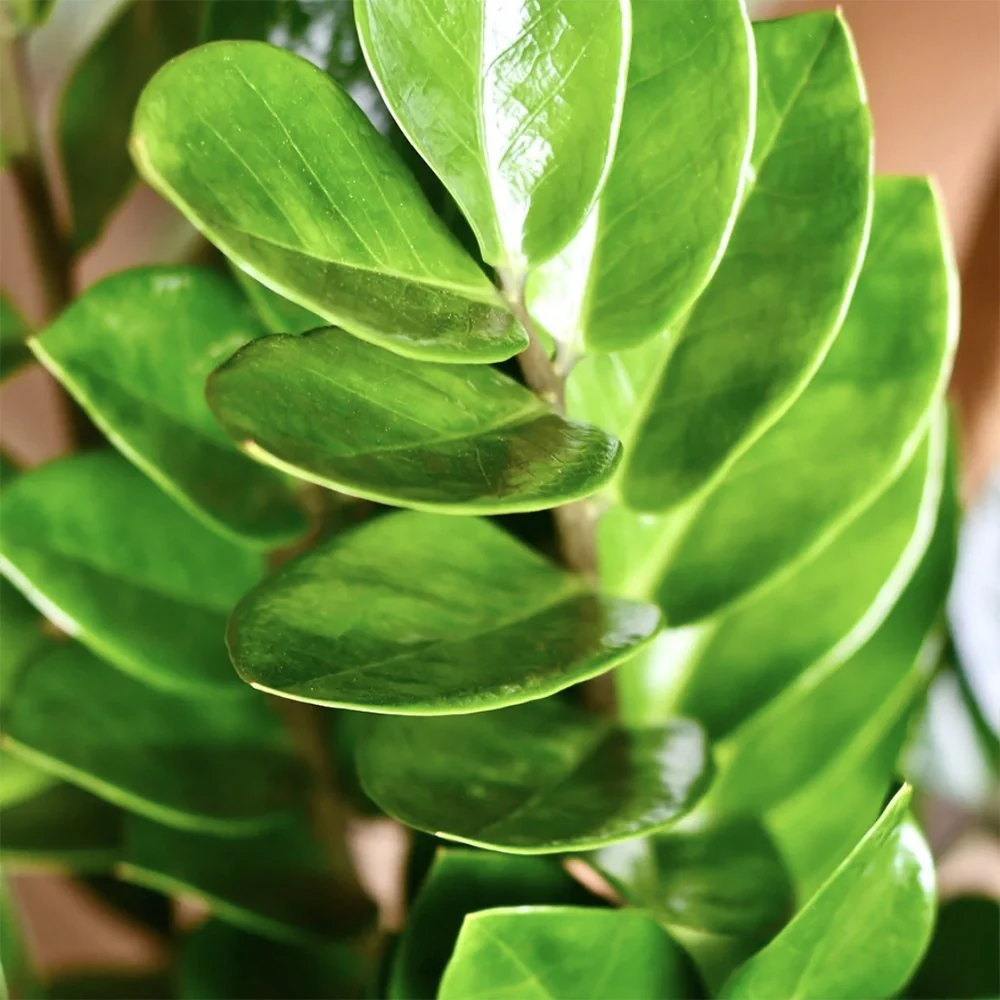 Planta Norocului (Zamioculcas Zamiifolia), 95-100 cm, 10 ramuri/ghiveci, planta de apartament cu frunze suculente, rezistent umbra, rezistenta, udare rara - Image 9