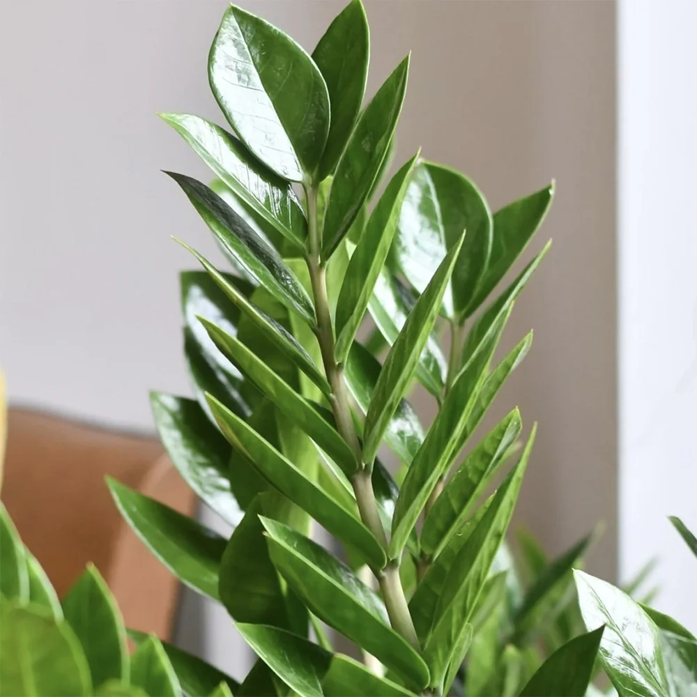 Planta Norocului (Zamioculcas Zamiifolia), 60-70 cm, planta de apartament cu frunze suculente, rezistent umbra, rezistenta, udare rara - Image 10