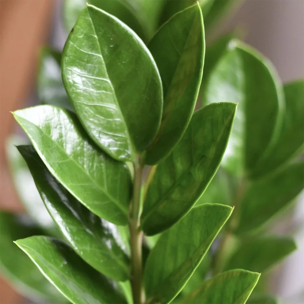 Planta Norocului (Zamioculcas Zamiifolia), 60-70 cm, planta de apartament cu frunze suculente, rezistent umbra, rezistenta, udare rara - Image 5