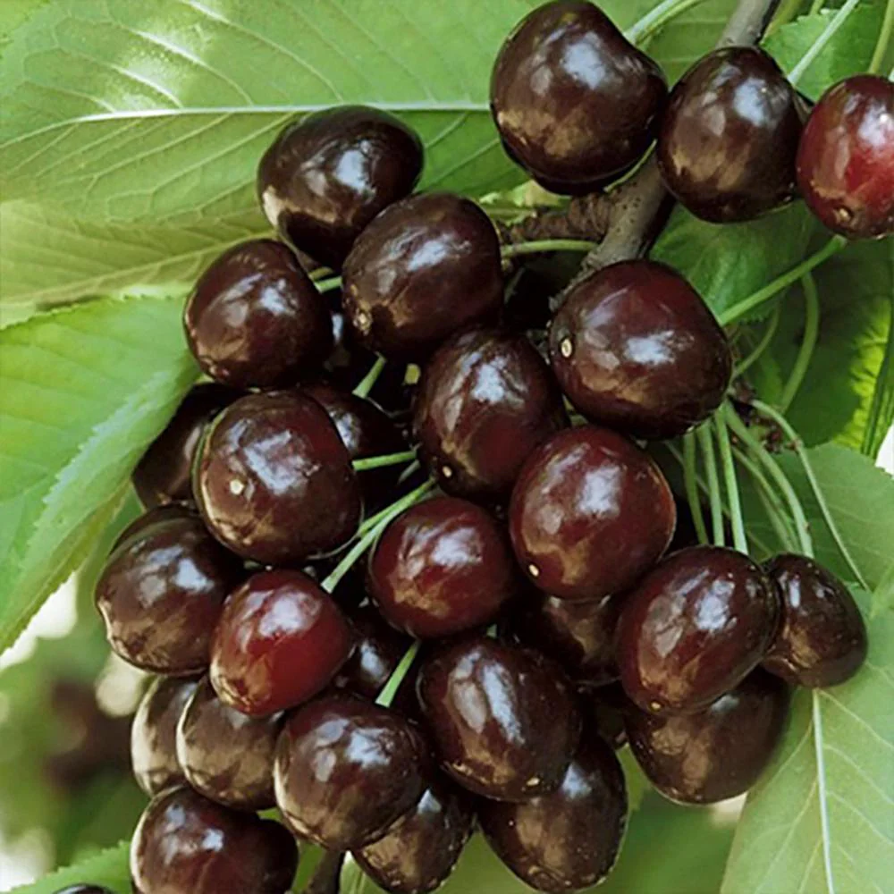 Cires Dulce (Prunus Avium) Kordia, cu fructe dulci rosii-inchis, an 2 pe rod - Image 3