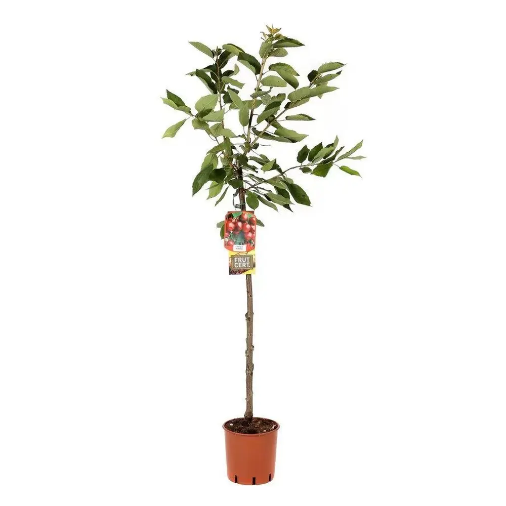 Cires Dulce (Prunus Avium) Kordia, cu fructe dulci rosii-inchis, an 2 pe rod - Image 7