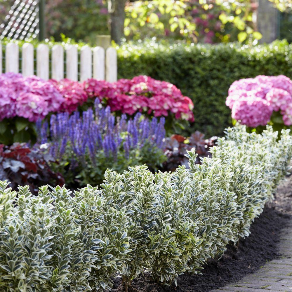 Salba Japoneza Euonimus White Spire, arbust vesnic verde frunzis alb-crem ideal gard viu sau ghiveci - Image 3