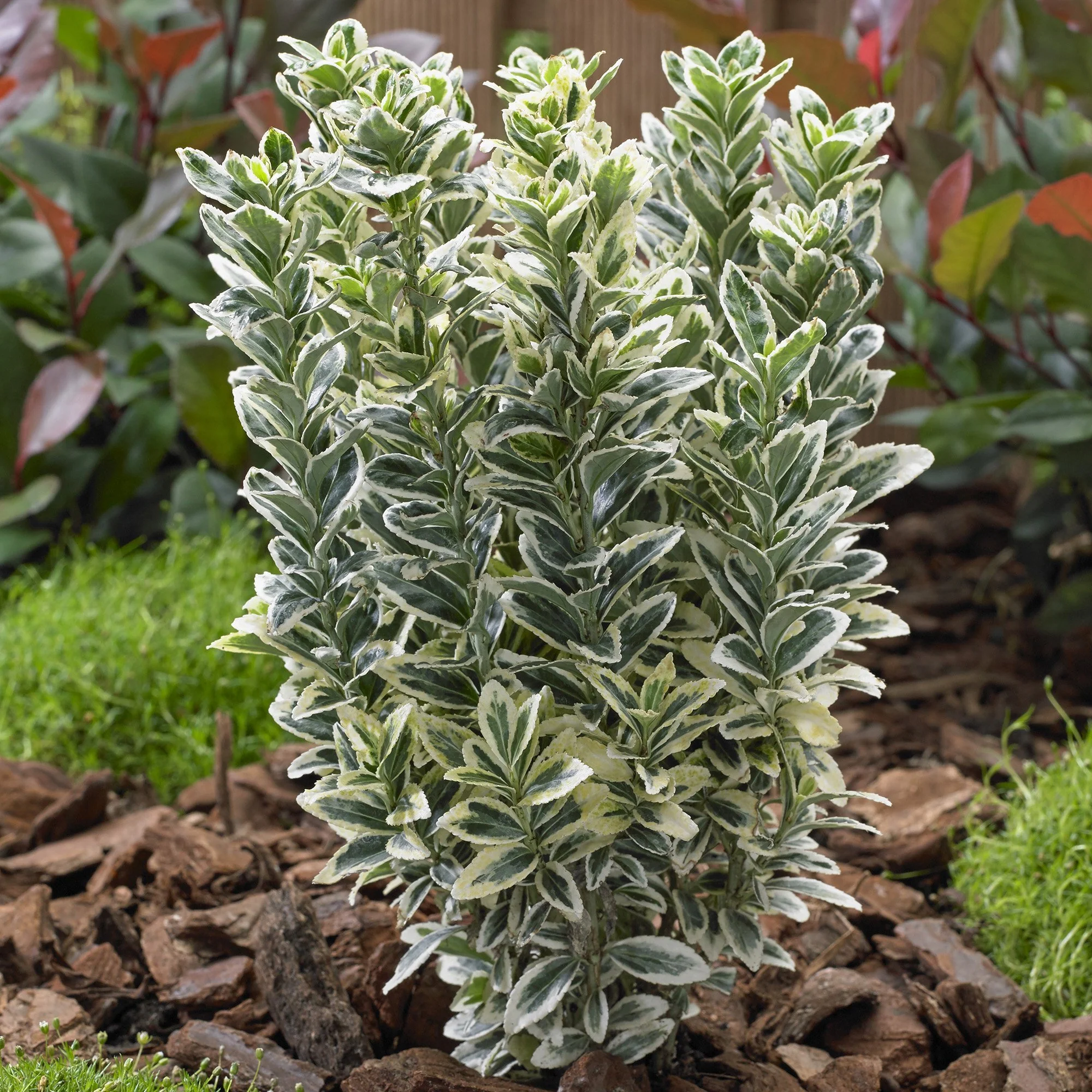 Salba Japoneza Euonimus White Spire, arbust vesnic verde frunzis alb-crem ideal gard viu sau ghiveci - Image 4