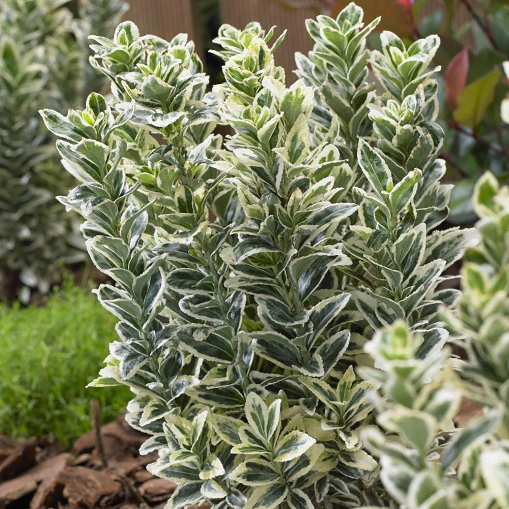 Salba Japoneza Euonimus White Spire, arbust vesnic verde frunzis alb-crem ideal gard viu sau ghiveci - Image 5
