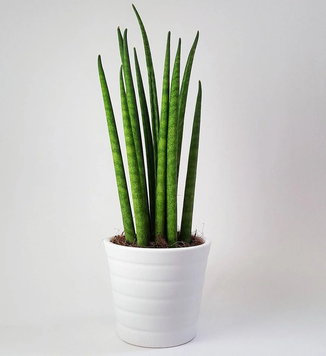 Sansevieria Cylindrica (Sulita Africana) Mikado, 35-40 cm - Image 3