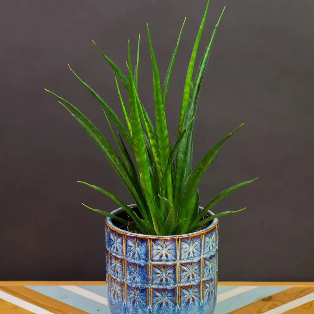 Sansevieria (Limba Soacrei) Kirkii Friends, 50-60 cm - Image 4